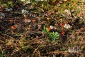 Poisonous inedible mushrooms fungus