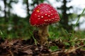 Poisonous inedible toadstool, far and wide conspicuous red, white spotted hat , it is spherical or hemispherical