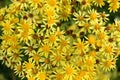 Ragwort poisonous plant flowering yellow flowers