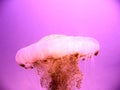 Poisonous jellyfish