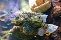 Poisonous lion fish or scorpion Royalty Free Stock Photo