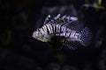 Poisonous marine fish Pterois, commonly known as lionfish, native to the Indo-Pacific Ocean