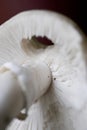 Poisonous mushroom Royalty Free Stock Photo