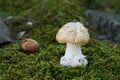 Poisonous mushroom Amanita gemmata in the moss.