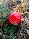 Poisonous mushroom.Amanita muscaria-also known as Fly Agaric.