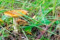 Poisonous Mushroom Amanita With Orange Hat In Green Grass In The