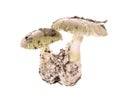 Poisonous mushroom Amanita phalloides