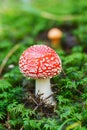 Poisonous mushroom Royalty Free Stock Photo