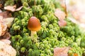 Poisonous mushroom coprinus micaceus on green moss Royalty Free Stock Photo