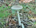 Poisonous mushroom fly-agaric Amanita verna