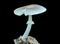 Poisonous mushroom fly-agaric Amanita verna Royalty Free Stock Photo