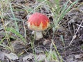 Poisonous mushroom fly-agaric on a forest glade Royalty Free Stock Photo