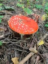 Poisonous mushroom fly agaric grows in the forest Royalty Free Stock Photo