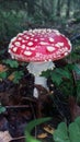 Poisonous mushroom fly agaric in the open space in the forest with a bright red hat