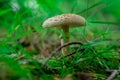 A poisonous mushroom in the forest Royalty Free Stock Photo