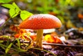 Poisonous mushroom in the forest Royalty Free Stock Photo