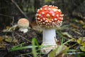 Poisonous mushroom Royalty Free Stock Photo