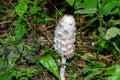 Poisonous mushroom growing in forest. Pure poison, soft focus