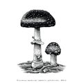 Poisonous mushroom hand drawing engraving illustration Royalty Free Stock Photo