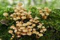 Poisonous mushroom Hypholoma fasciculare in the birch forest. Known as sulphur tuft, sulfur tuft or clustered woodlover. Royalty Free Stock Photo