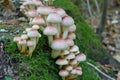 Poisonous mushroom Hypholoma lateritium,grow on moss poisoned mushrooms similar to honey