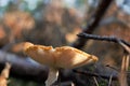 Poisonous mushroom with a lamellar cap and a thin leg.
