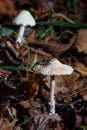 Poisonous mushroom Lepiota clypeolaria, known as shaggy-stalked Lepiota.