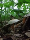 Poisonous mushroom in macro photography Royalty Free Stock Photo
