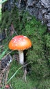 A poisonous mushroom among the moss