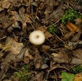 poisonous mushroom pale toadstoo Royalty Free Stock Photo