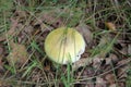 Poisonous mushroom pale toadstool in the grass, close-up shot on a clear sunny day Royalty Free Stock Photo