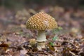 Poisonous mushroom with a red hat in white speckles grows in the forest