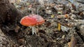 Poisonous mushroom, scientific name - red amanita. Hobby collecting mushrooms Royalty Free Stock Photo
