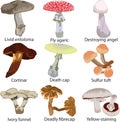 Poisonous mushrooms