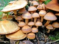 Poisonous mushrooms Royalty Free Stock Photo