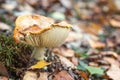 Poisonous mushrooms fungus toadstools in the forest Bright red mushroom fly agaric growing forest top view macro photo selective f Royalty Free Stock Photo