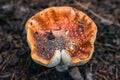 Poisonous mushrooms fungus toadstools in the forest Bright red mushroom fly agaric growing forest top view macro photo selective f