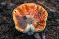 Poisonous mushrooms fungus toadstools in the forest Bright red mushroom fly agaric growing forest top view macro photo selective f Royalty Free Stock Photo