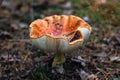 Poisonous mushrooms fungus toadstools in the forest Bright red mushroom fly agaric growing forest top view macro photo selective f