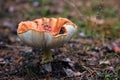 Poisonous mushrooms fungus toadstools in the forest Bright red mushroom fly agaric growing forest top view macro photo selective f Royalty Free Stock Photo