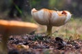 Poisonous mushrooms fungus toadstools in the forest Bright red mushroom fly agaric growing forest top view macro photo selective f