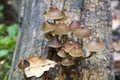 Poisonous mushrooms Galerina marginata Royalty Free Stock Photo