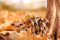 Poisonous mushrooms group grow in autumn leaves near the tree
