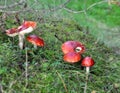 Poisonous mushrooms grow in the forest - red fly agaric Amanita muscaria Royalty Free Stock Photo