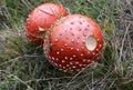 Poisonous mushrooms grow in the forest - red fly agaric Amanita muscaria Royalty Free Stock Photo