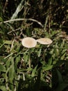 Poisonous mushrooms grow among the green grass in the forest