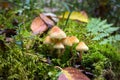 Mushrooms and Moss in the forest Royalty Free Stock Photo