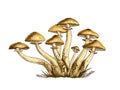 Poisonous mushrooms illustration