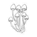 Poisonous mushrooms Mycena renati, hand-drawn doodle sketch with a beautiful cap, family Mycenaceae. Isolated, white