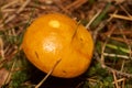 Poisonous Mushrooms. Toadstool and beautiful forest